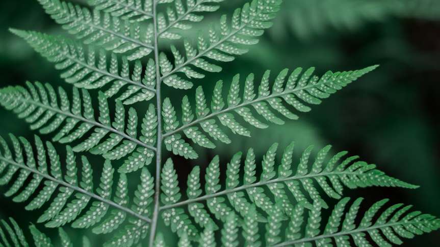 Ferns-pexels-photo-176005